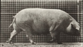Plate 674 Sow walking — figure reference
